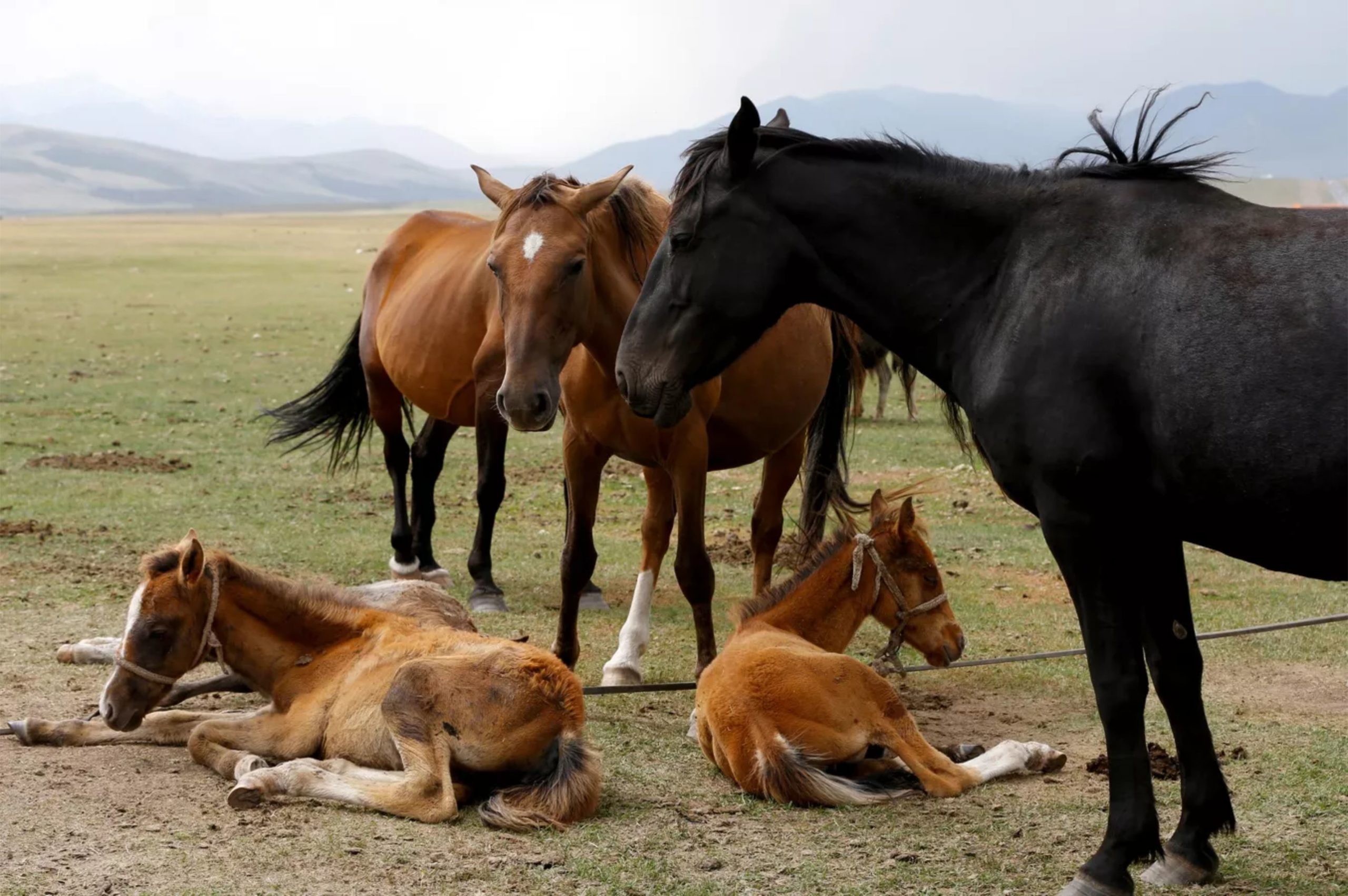 Четверо коней. Киргизия лошади. Кочевники на лошадях. Киргизская лошадь. Табун лошадей в пустыне.